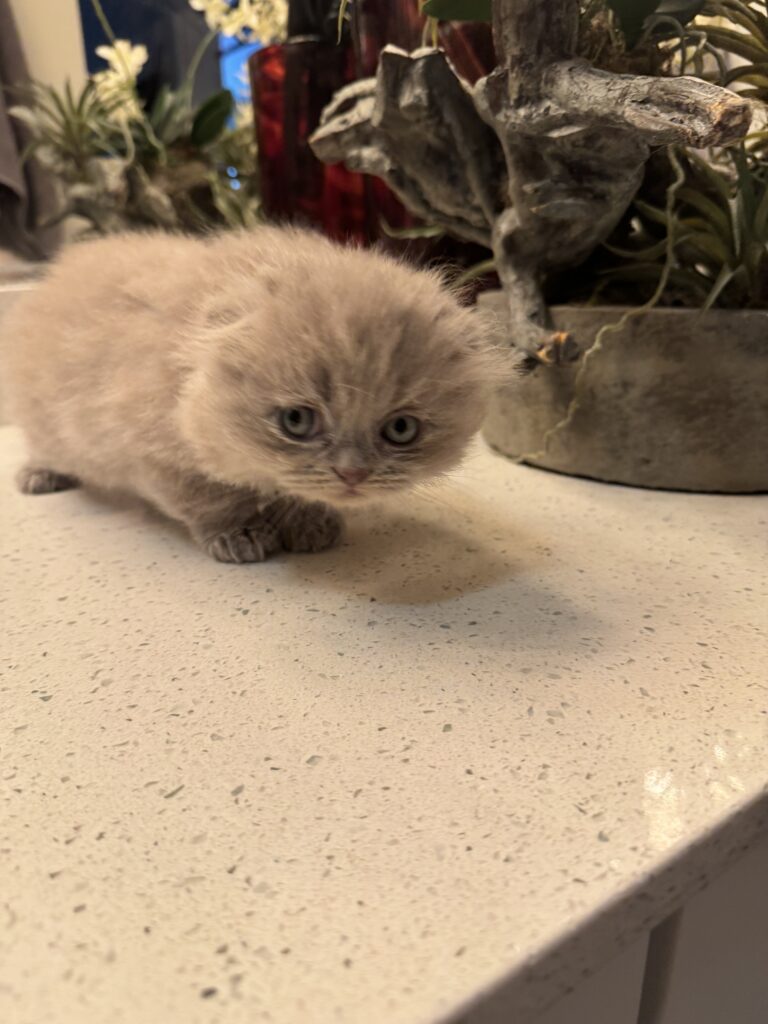 Adorable Scottish Fold kitten posing for closeup for sale Seattle area