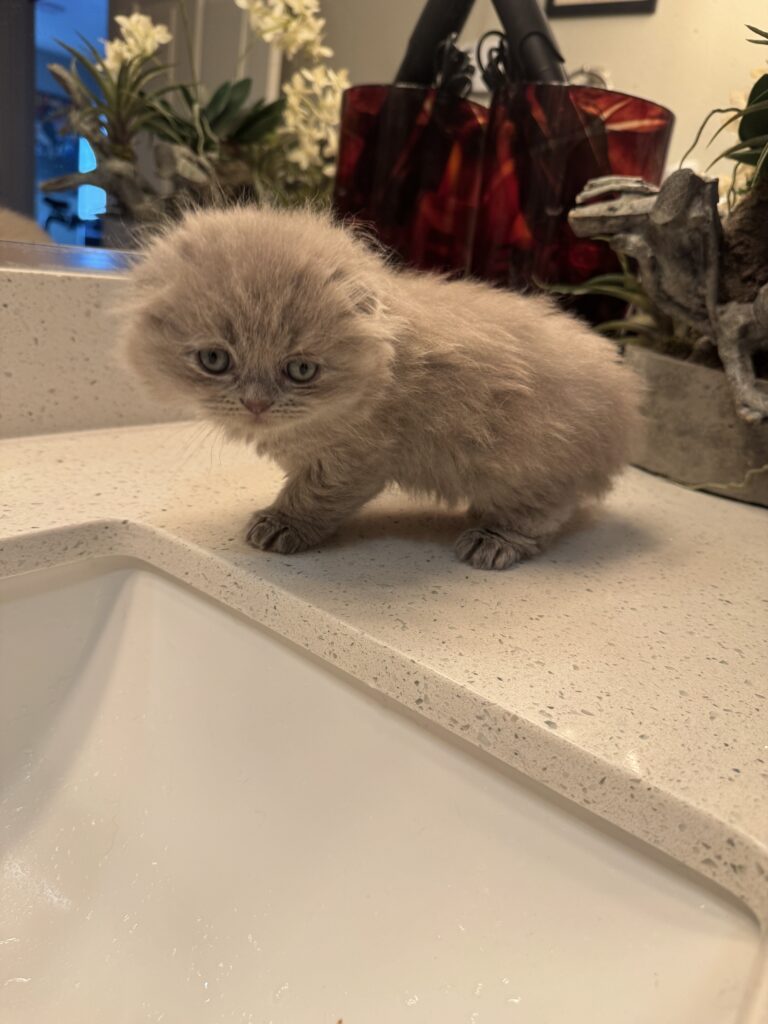 Gorgeous unique coloring Scottish Fold male kitten for sale Seattle area