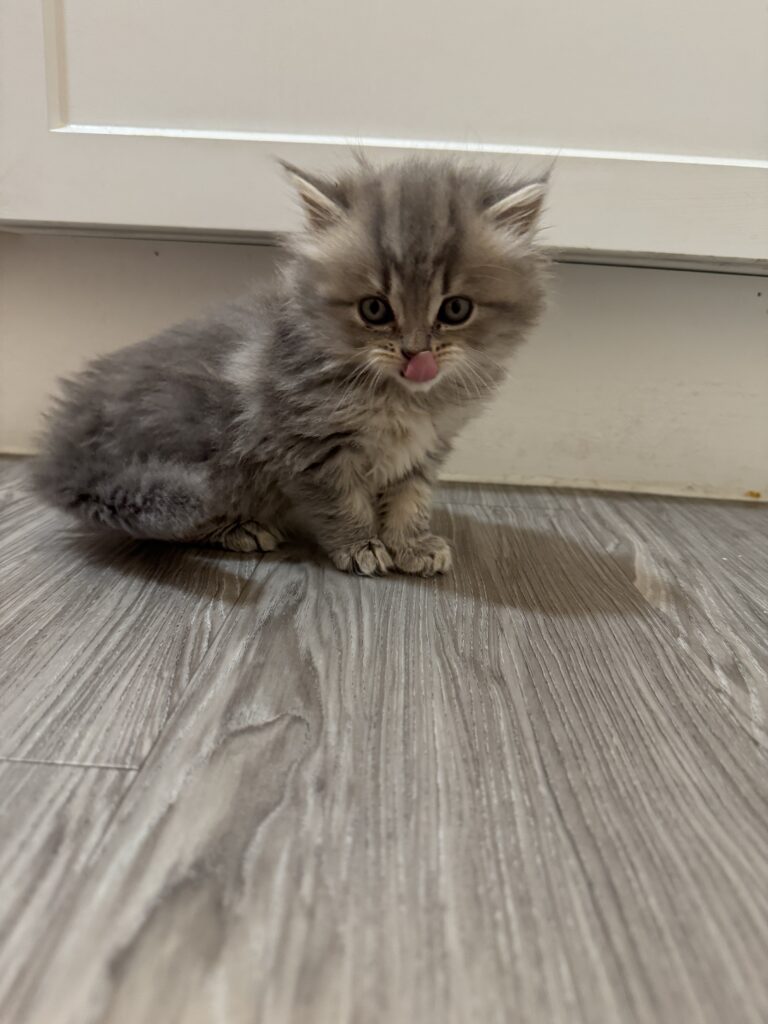 Tiny affectionate Munchkin kitten for sale Seattle area