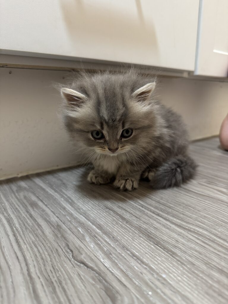 Tiny Munchkin kitten for sale in Seattle area, super loving and playful