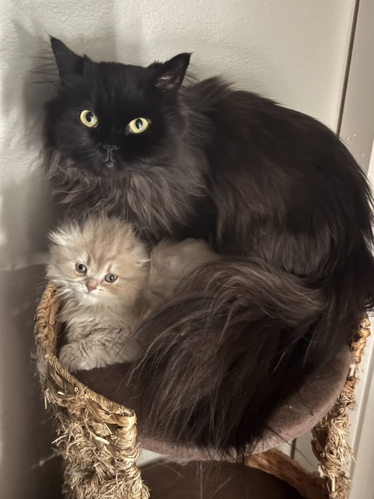 Beautiful fluffy Scottish Fold kitten for sale Seattle area cuddling with black Minuet uncle