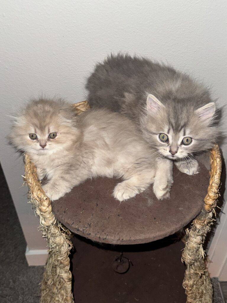 Adorable fluffy Munchkin Fold kittens for sale Seattle area