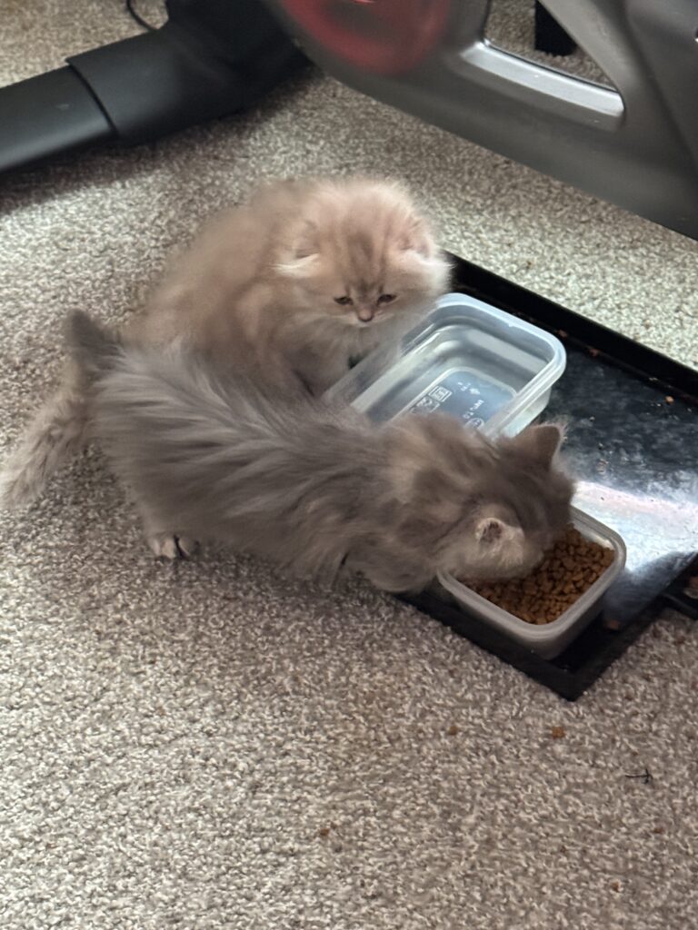 Munchkin Fold kittens for sale Seattle face buried in food
