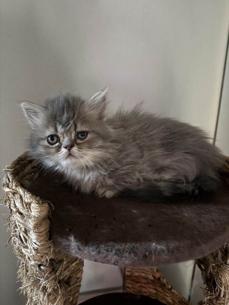 Short floor-hug Munchkin kitten for sale Seattle area