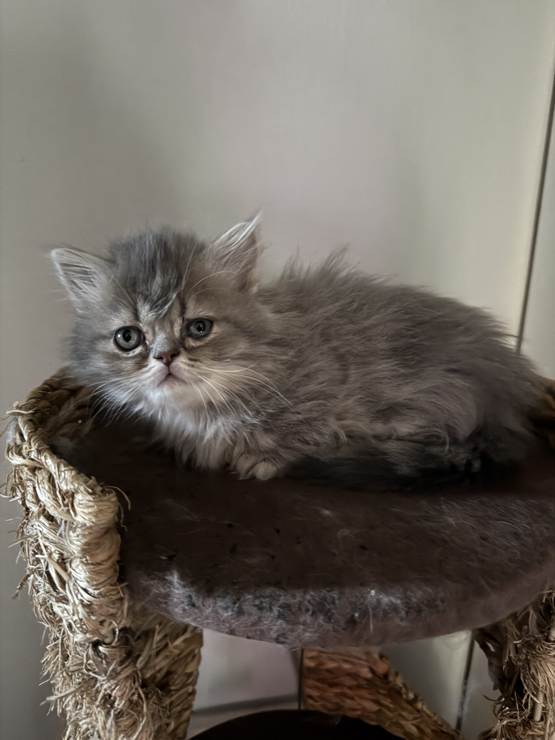 Short floor-hug Munchkin kitten for sale Seattle area