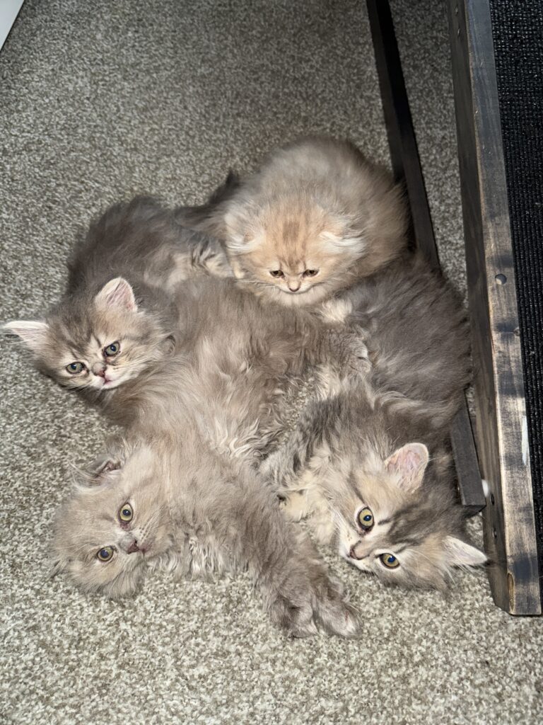 Kitten cuddle puddle adorable Munchkin Fold kittens for sale in Seattle area