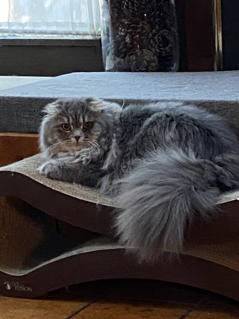 Styx Scottish Fold sire Scottish Fold kittens for sale Seattle 