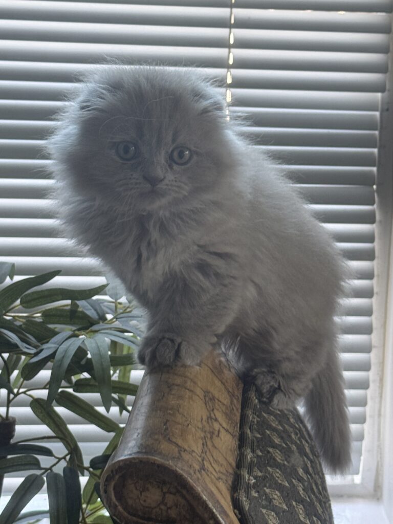 Gorgeous Scottish Fold kitten for sale in Seattle area, unique coloring