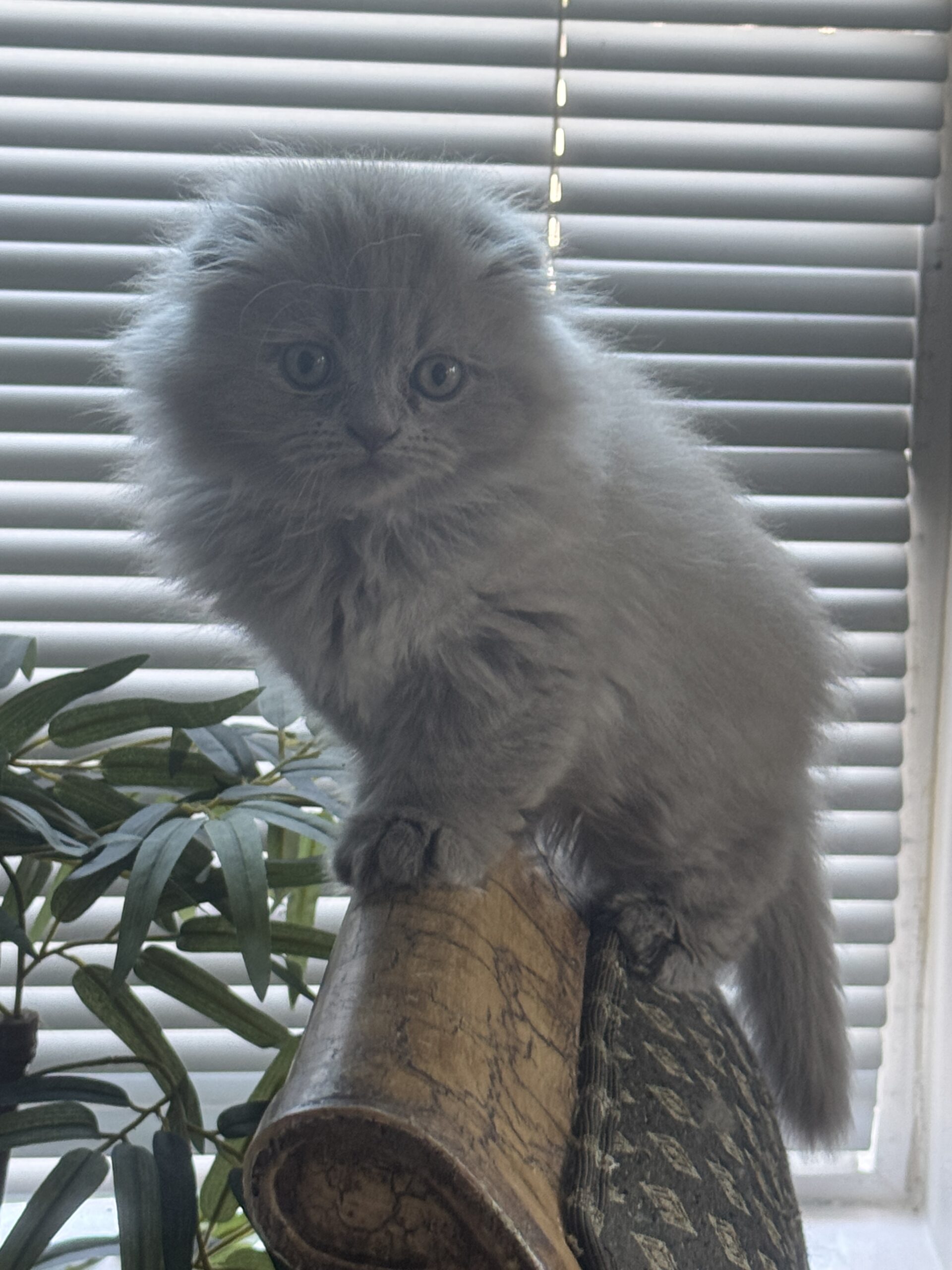 Gorgeous Scottish Fold kitten for sale in Seattle area, unique coloring