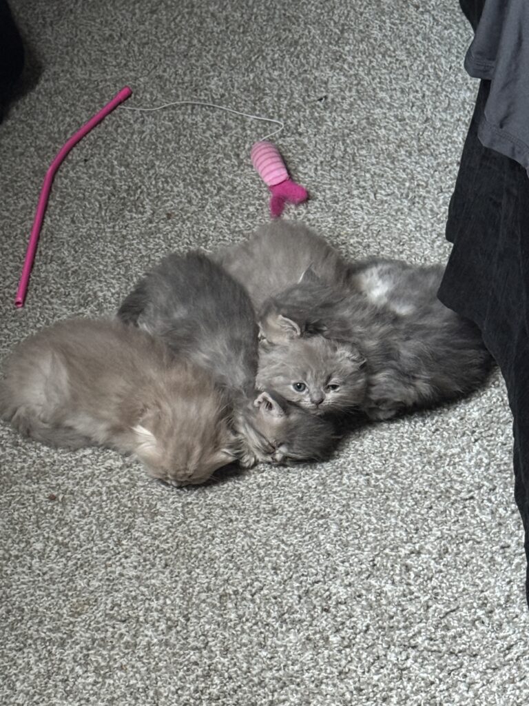 Kitten Cuddle Puddle Munchkin and Scottish Fold kittens for sale Seattle area