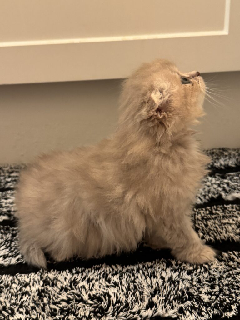 Beautiful loving female Scottish Fold kitten for sale Seattle area