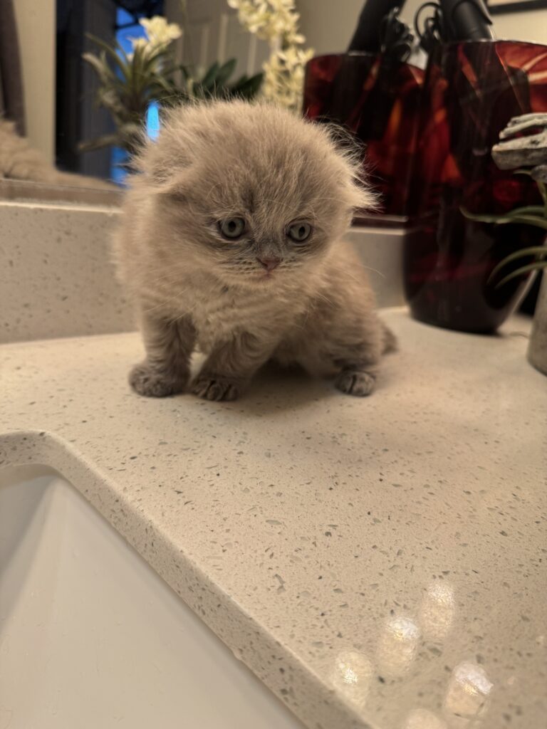 Adorable cute Scottish Fold kitten for sale in Seattle area