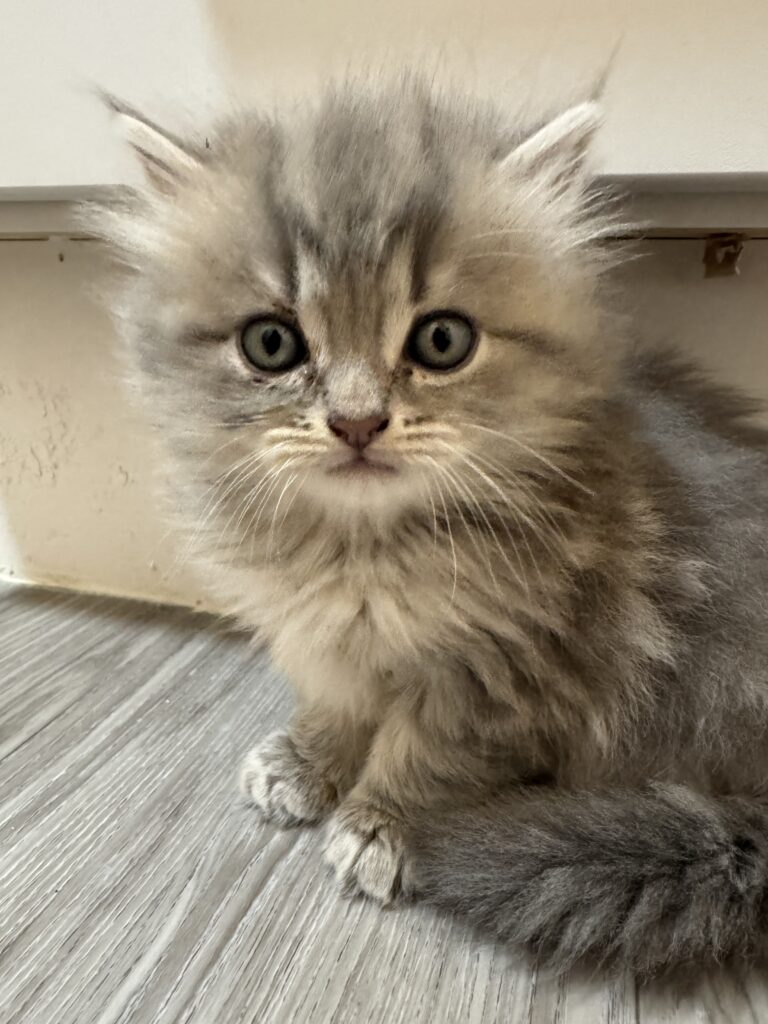 Munchkin kitten for sale Seattle loving affectionate playful male
