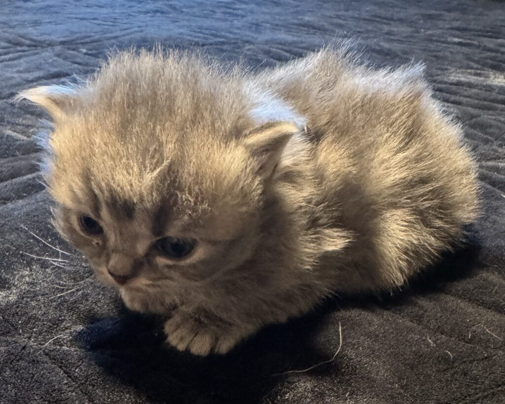 Short floor-hugger Munchkin kitten for sale Seattle area