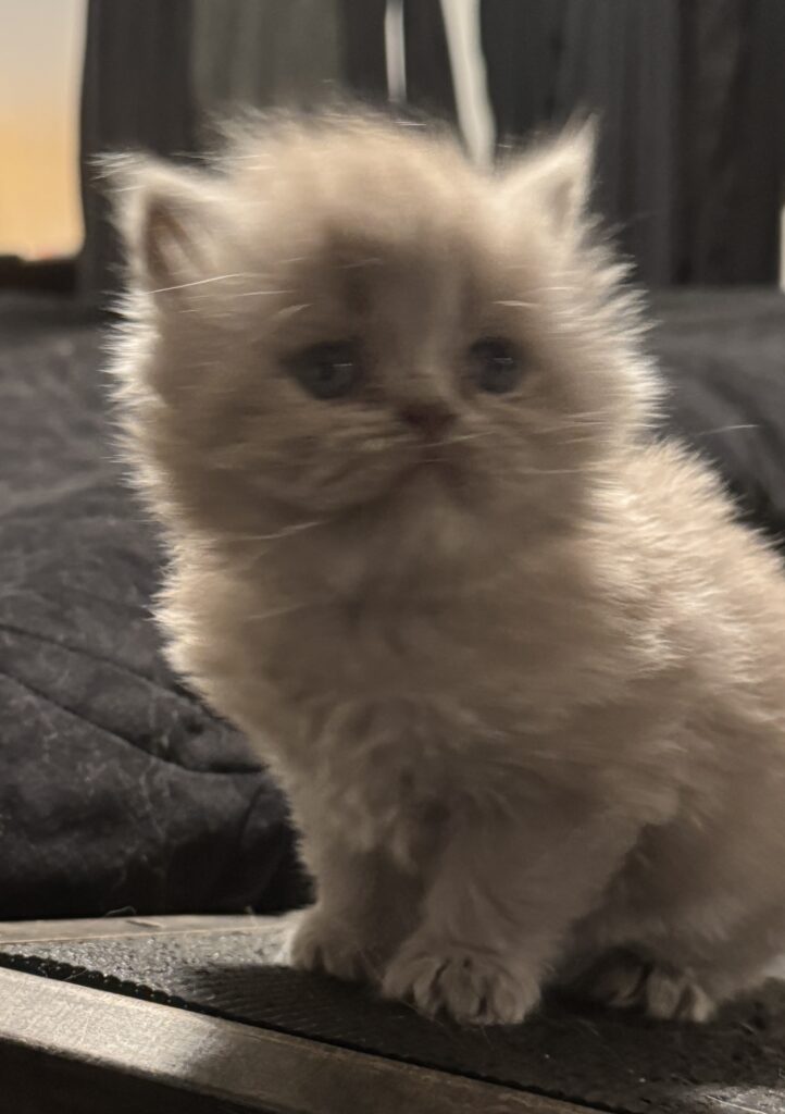 Long-haired Scottish Fold straight kitten for sale Seattle area