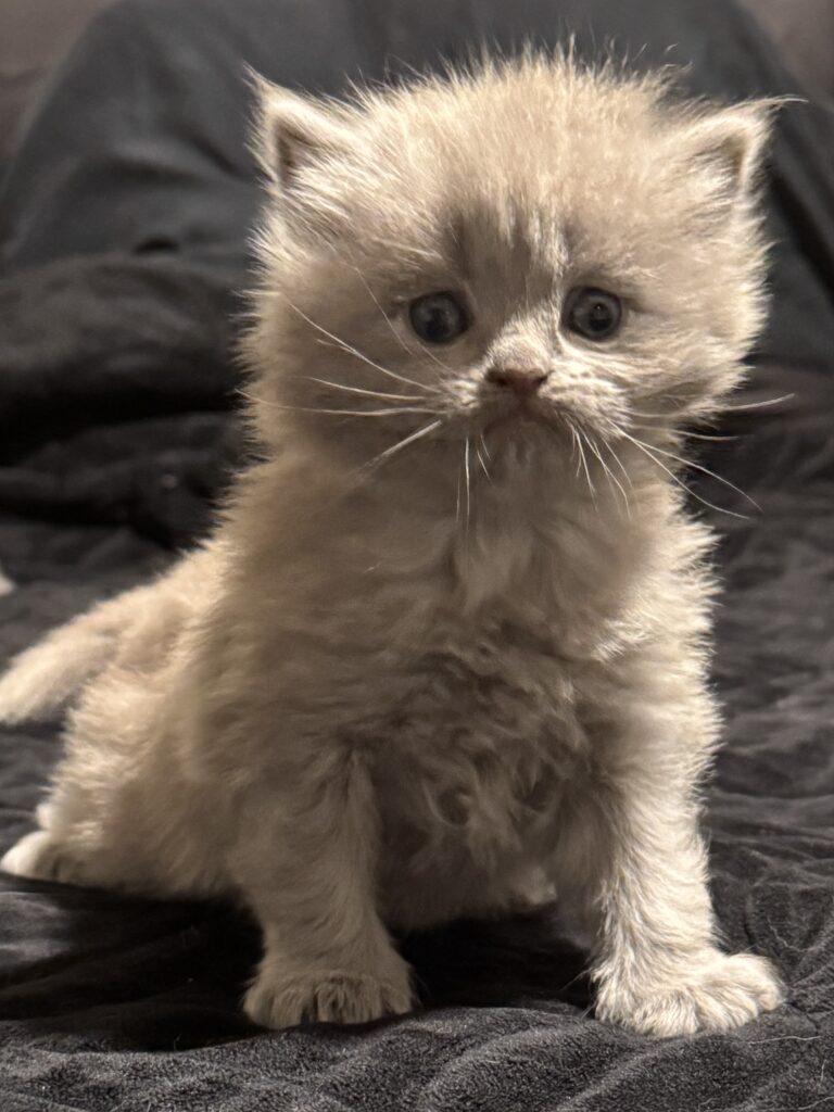 Long-haired Scottish Fold straight kitten for sale Seattle area