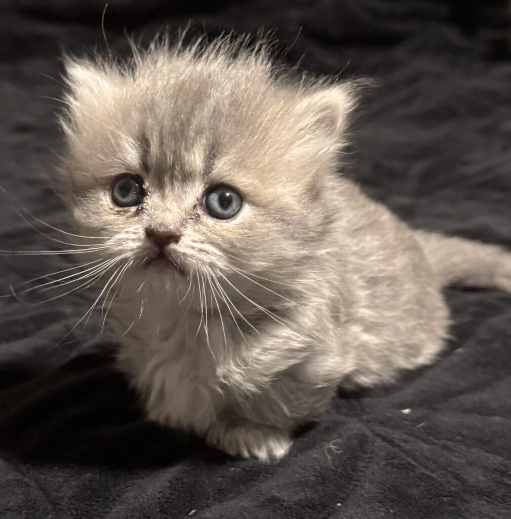 Standard long-haired Munchkin kitten for sale Seattle area