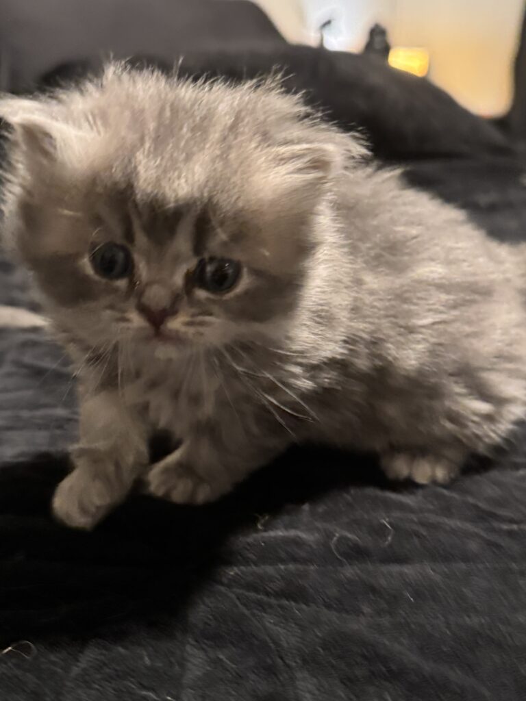 Standard long-haired Munchkin kitten for sale Seattle area