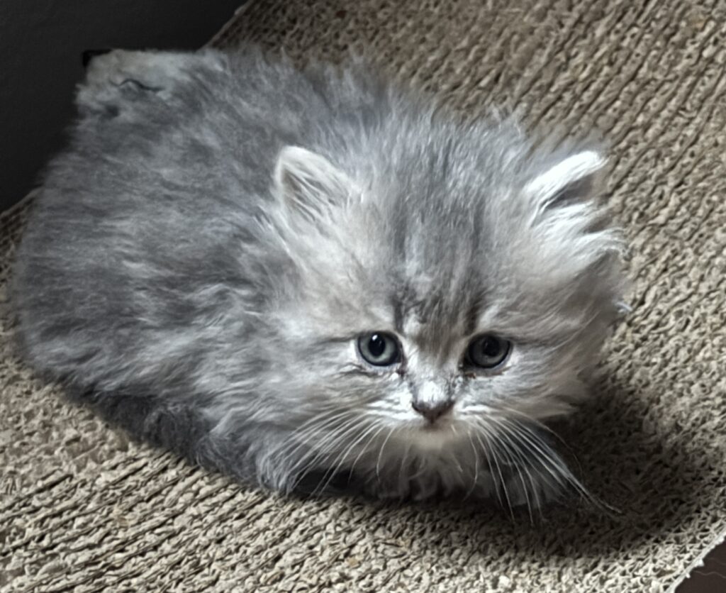 Standard long-haired Munchkin kitten for sale Seattle area