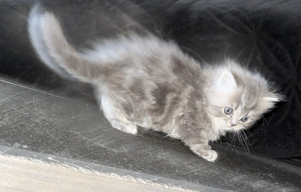Standard long-haired Munchkin kitten for sale Seattle area