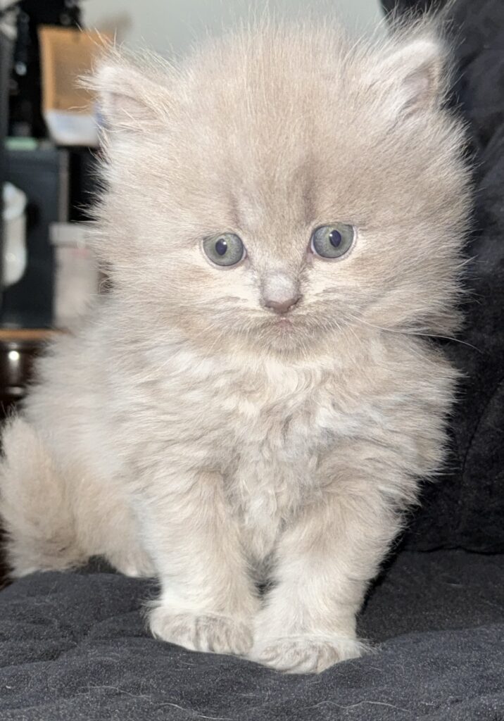 Long-haired Scottish Fold straight kitten for sale Seattle area