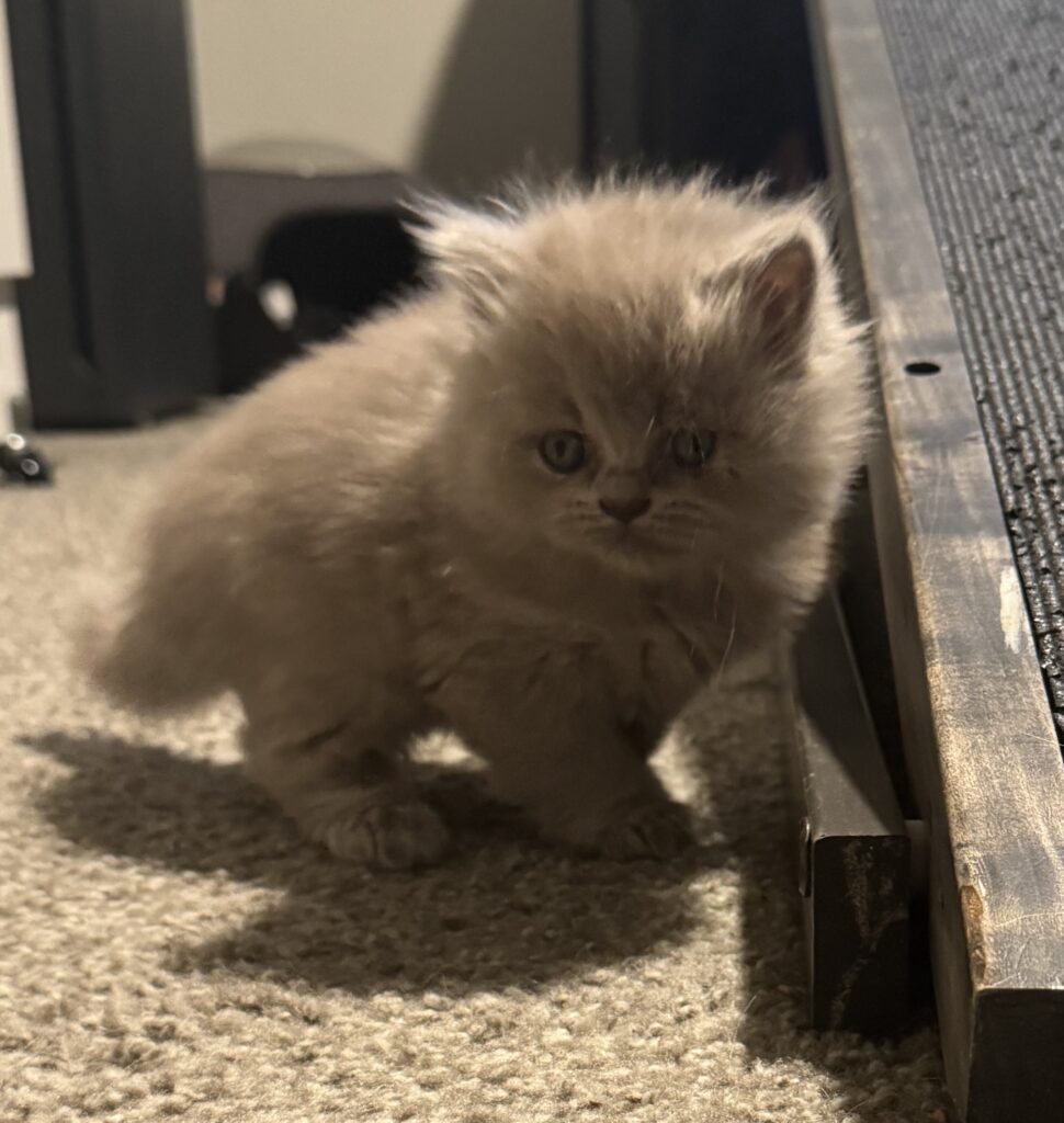 Long-haired Scottish Fold straight kitten for sale Seattle area