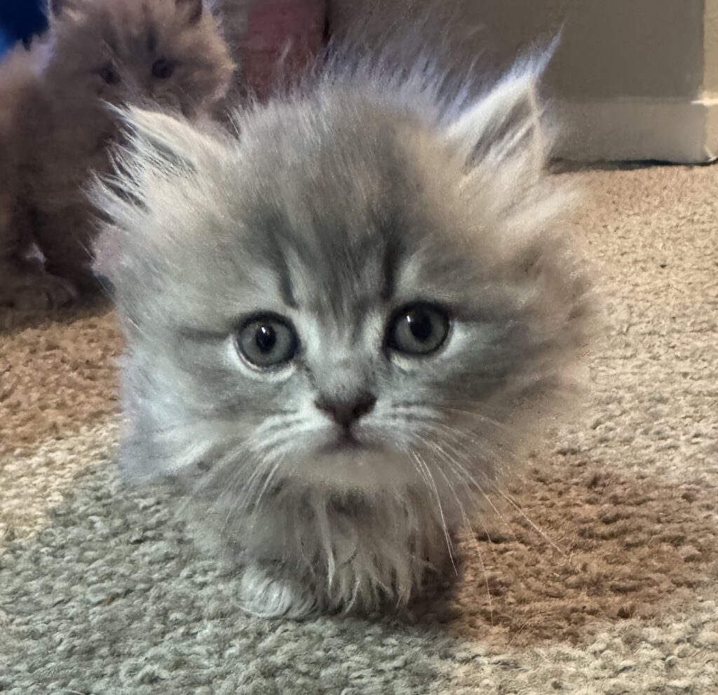 Standard long-haired Munchkin kitten for sale Seattle area