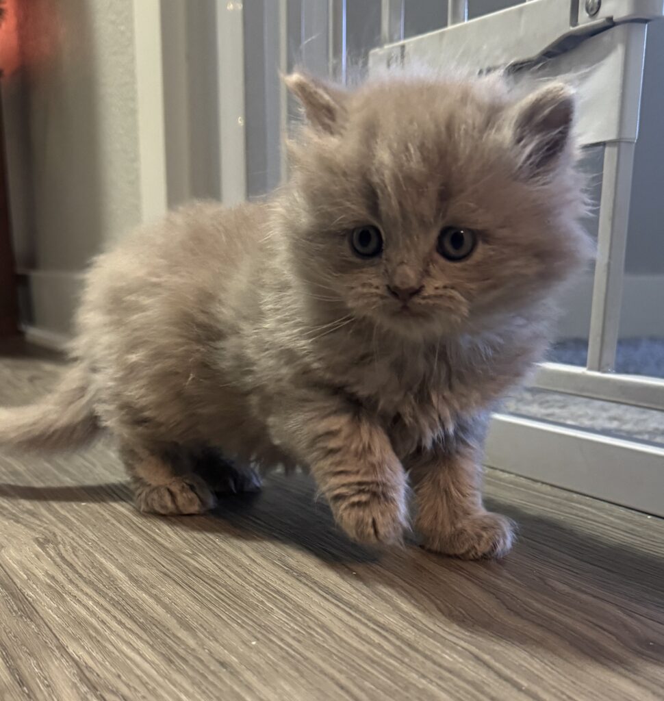 Long-haired Scottish Fold straight kitten for sale Seattle area