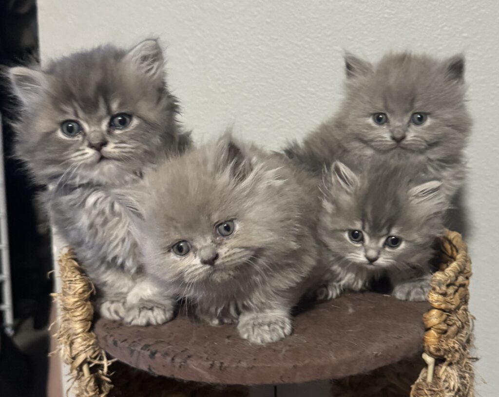 Long-haired Munchkin and Scottish Fold kittens for sale Seattle area