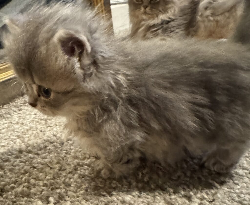 Short floor-hugger Munchkin kitten for sale Seattle area