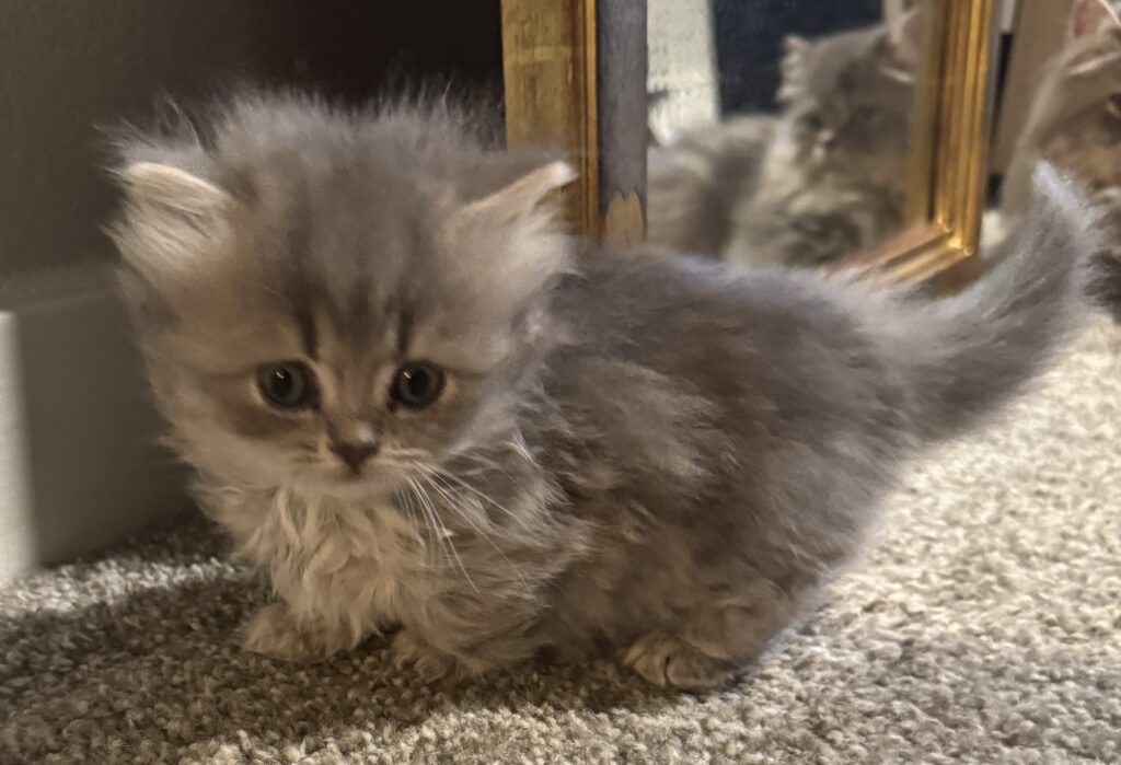 Short floor-hugger Munchkin kitten for sale Seattle area